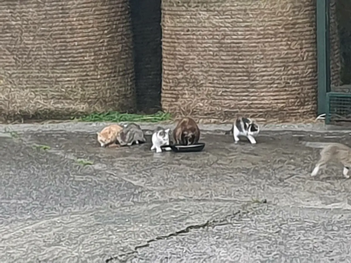 Farm kittens - Image 3