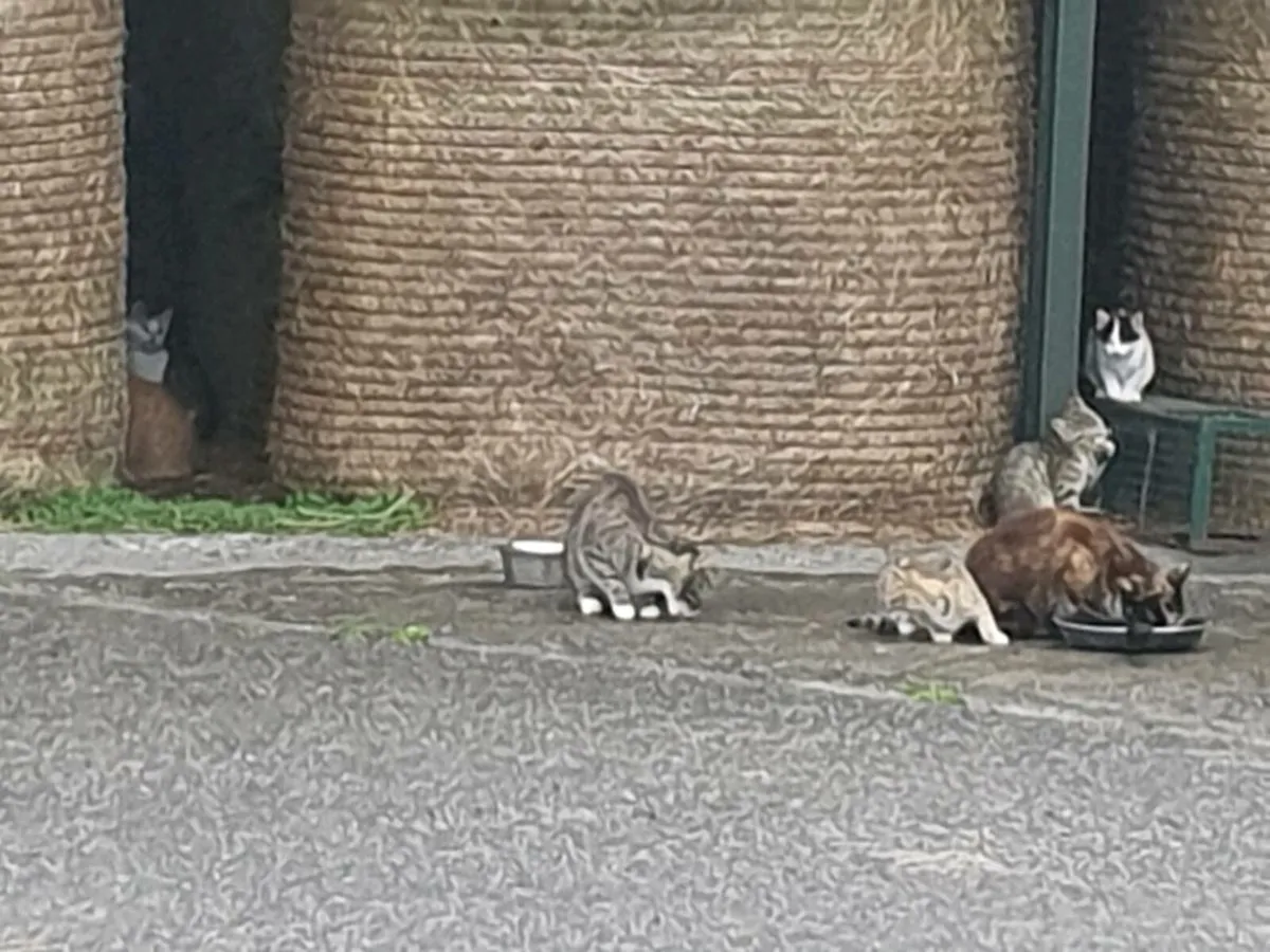 Farm kittens - Image 1