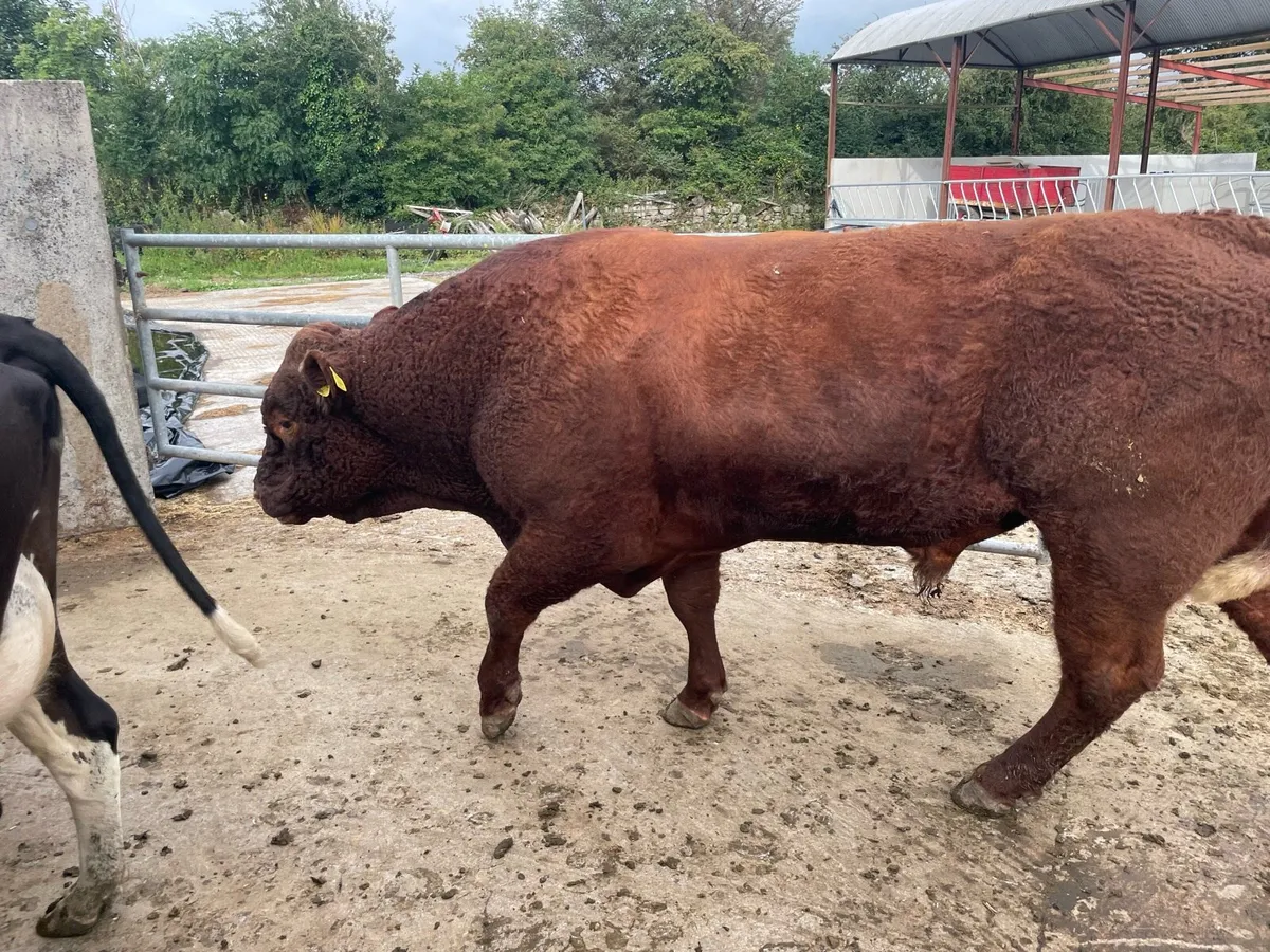 PBR Saler Bull - Image 1