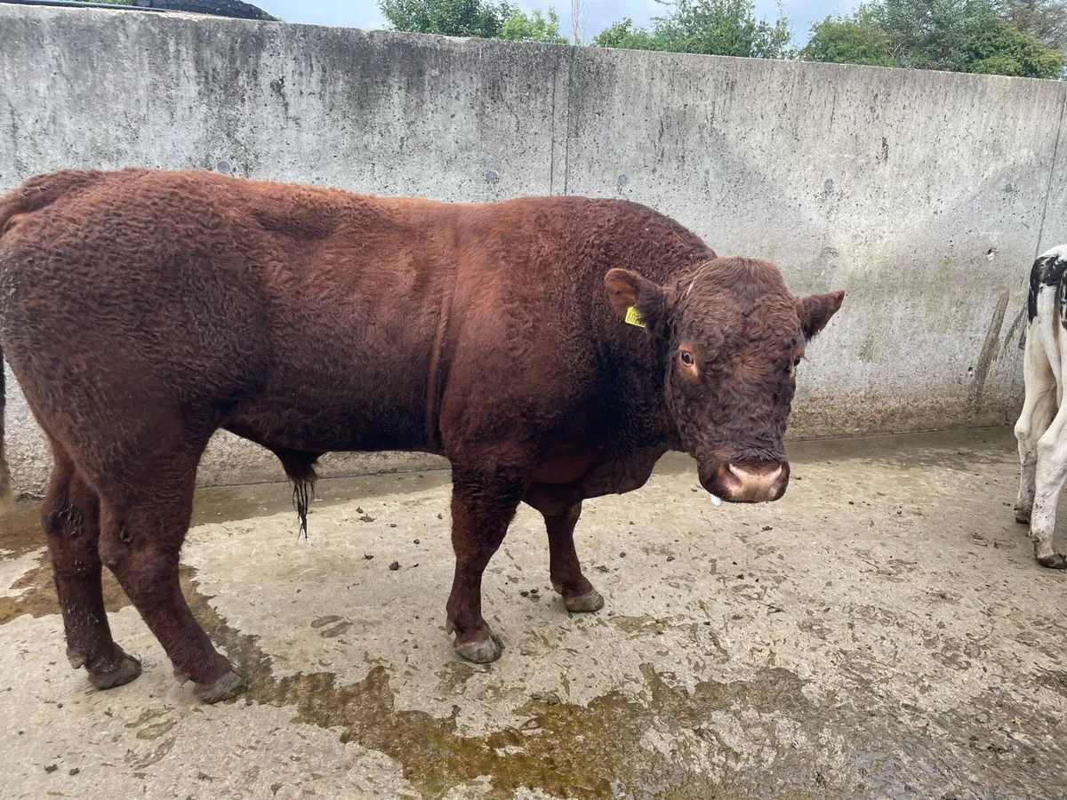PBR Saler Bull - Image 2