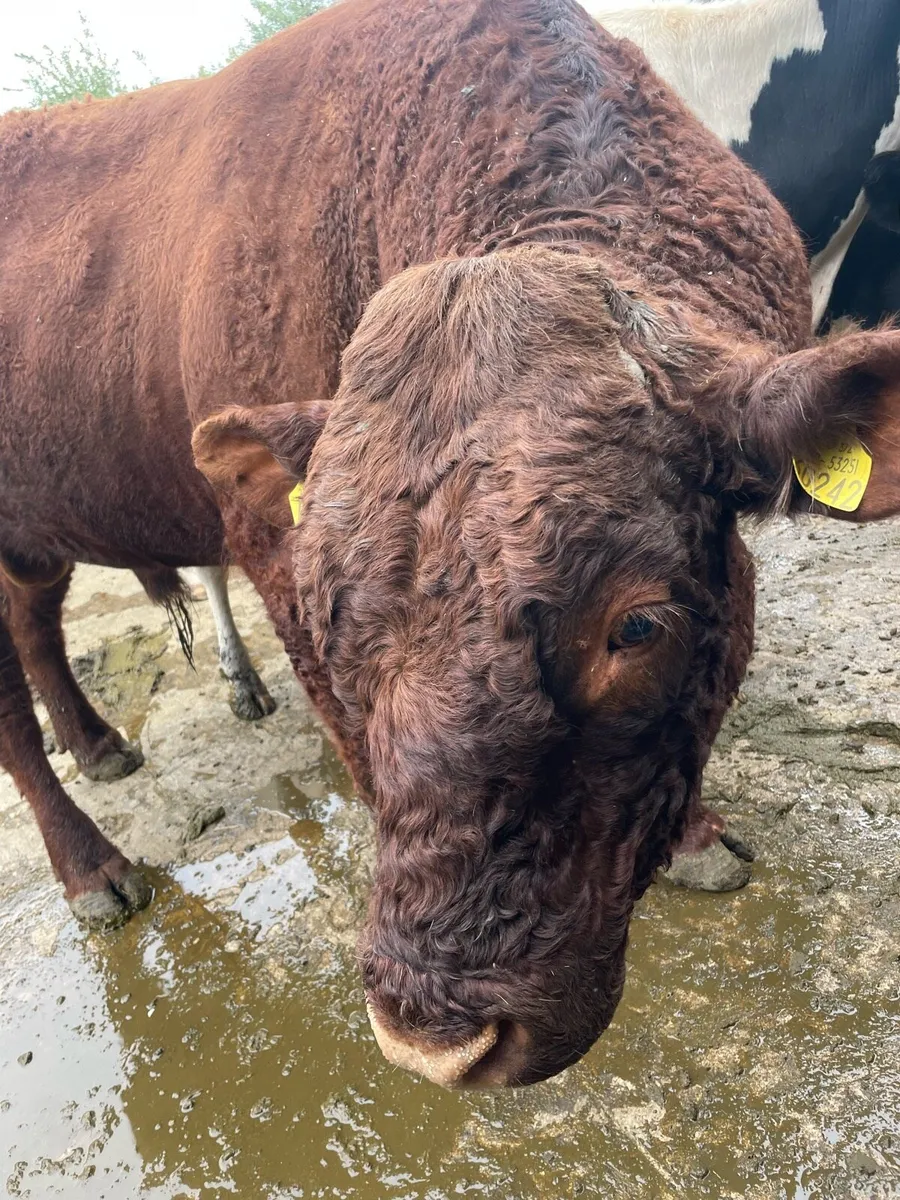 PBR Saler Bull - Image 3