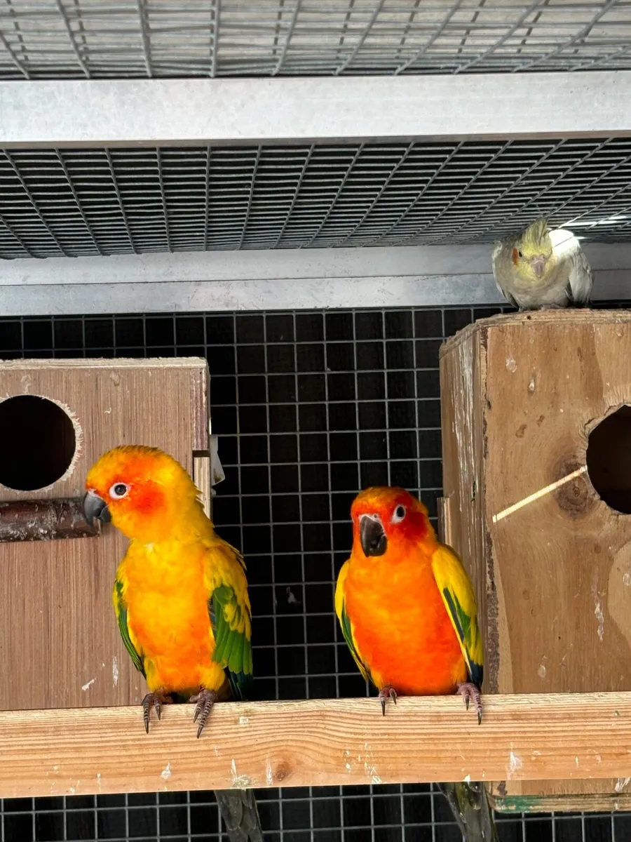 Hahns macaw pair, sunconure pair - Image 1