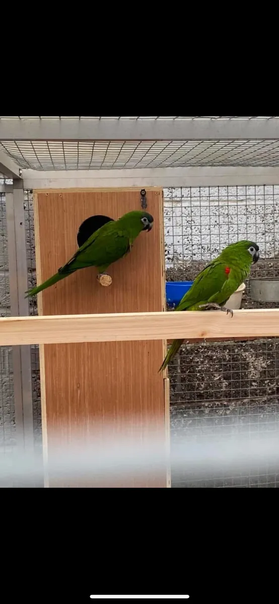 Hahns macaw pair, sunconure pair - Image 2