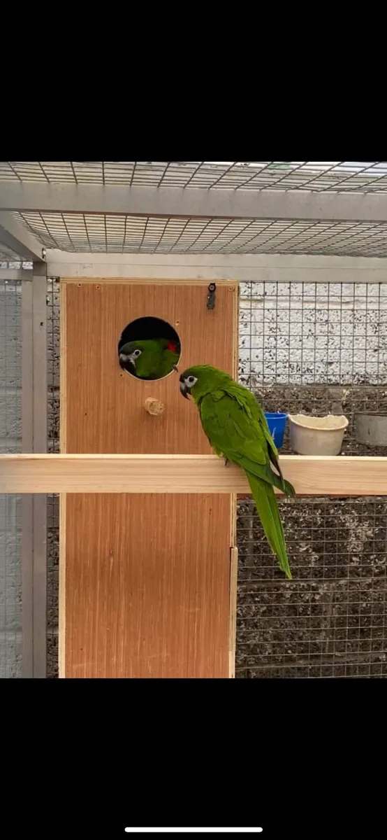 Hahns macaw pair, sunconure pair - Image 3