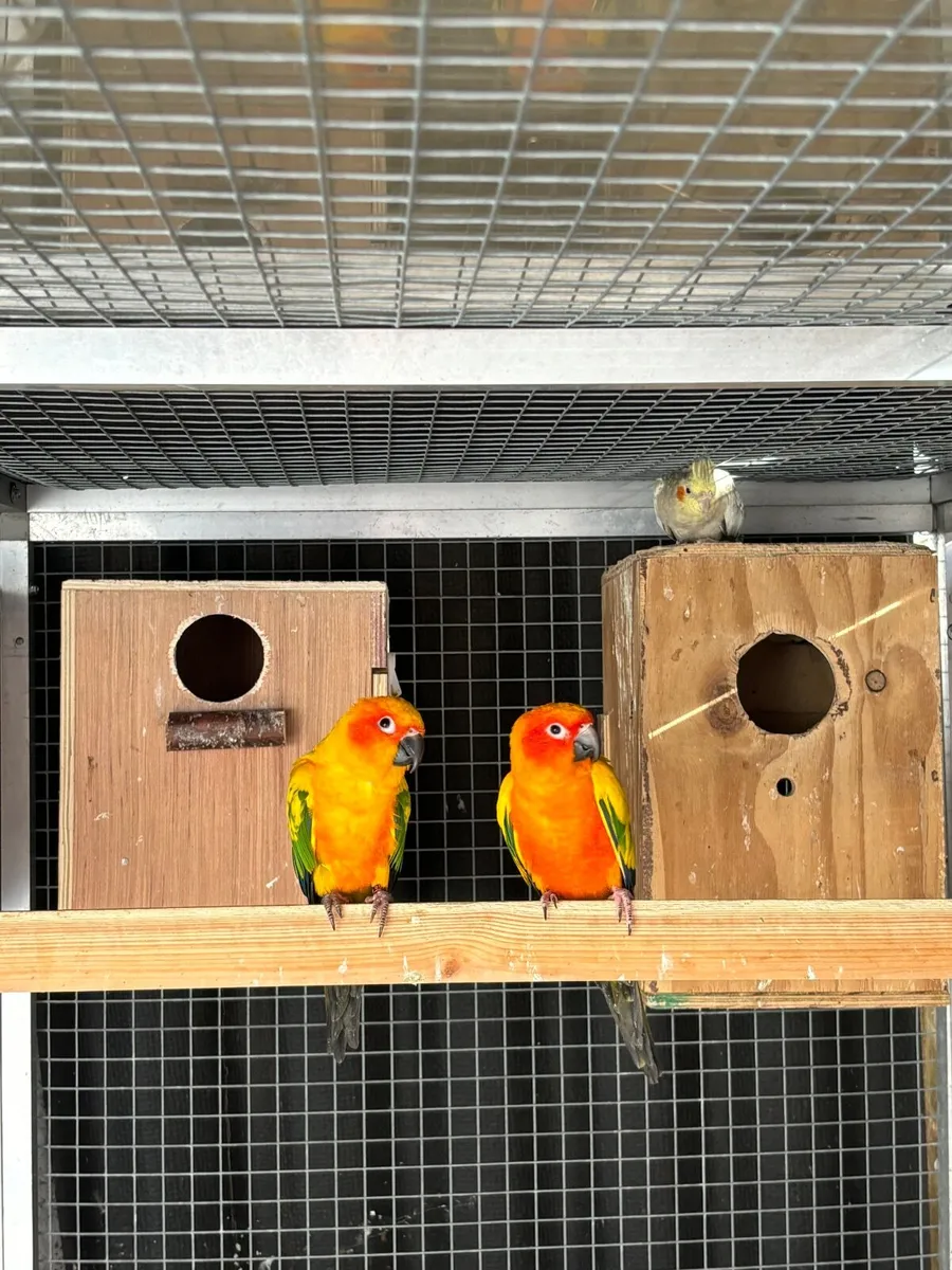 Hahns macaw pair, sunconure pair - Image 4