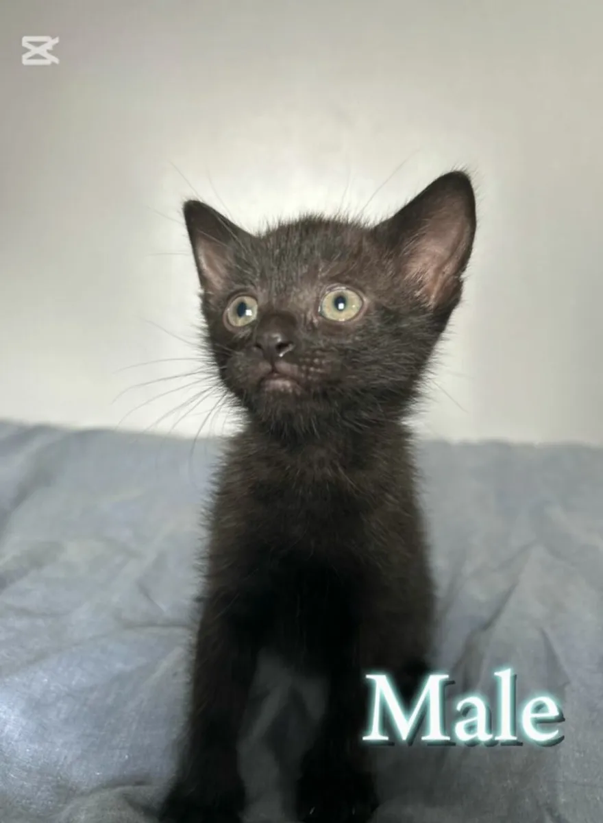 Kittens - Image 4