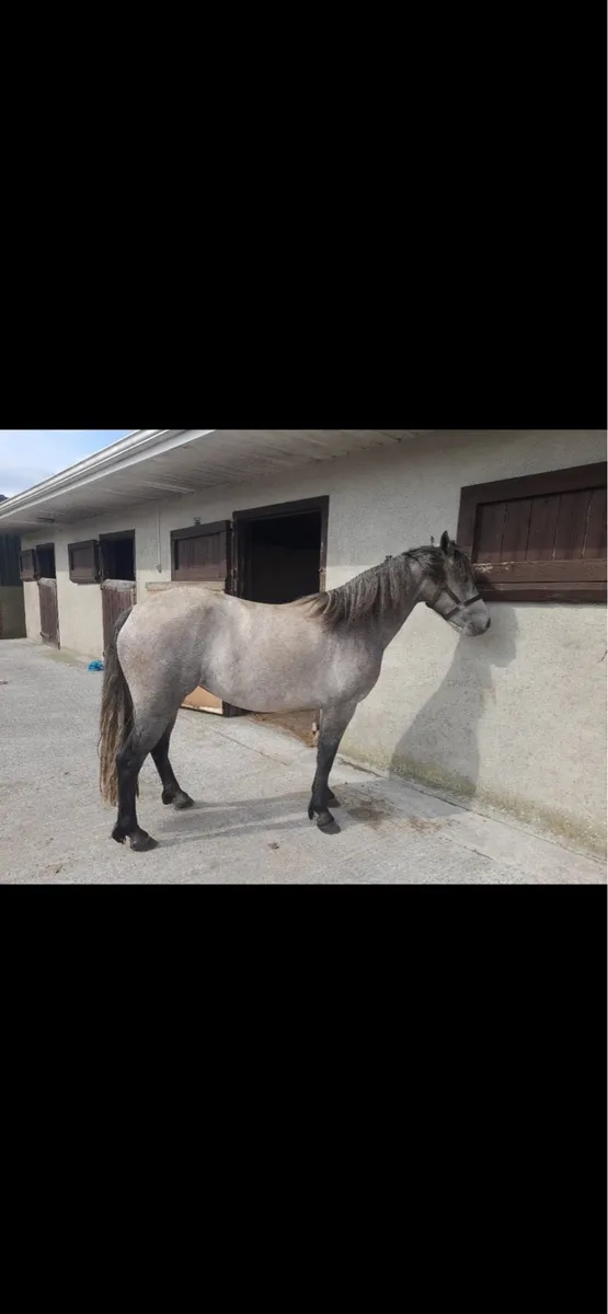 3yr old Connemara filly - Image 1