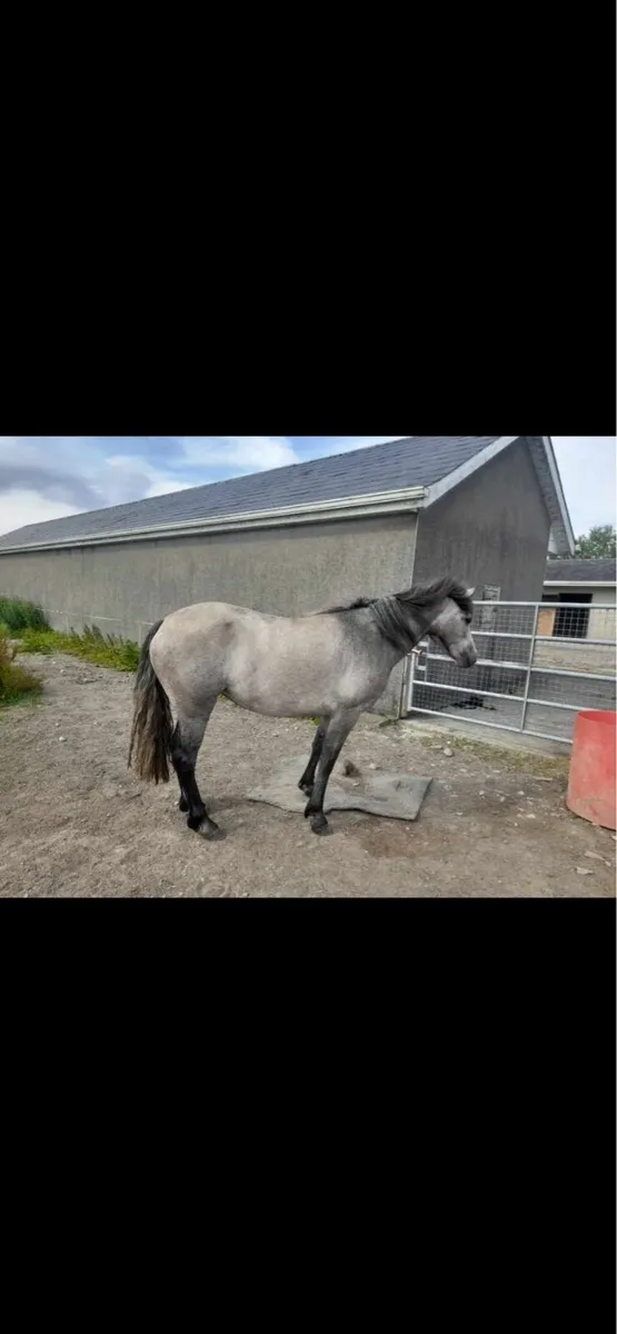 3yr old Connemara filly - Image 2