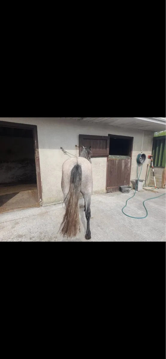 3yr old Connemara filly - Image 3