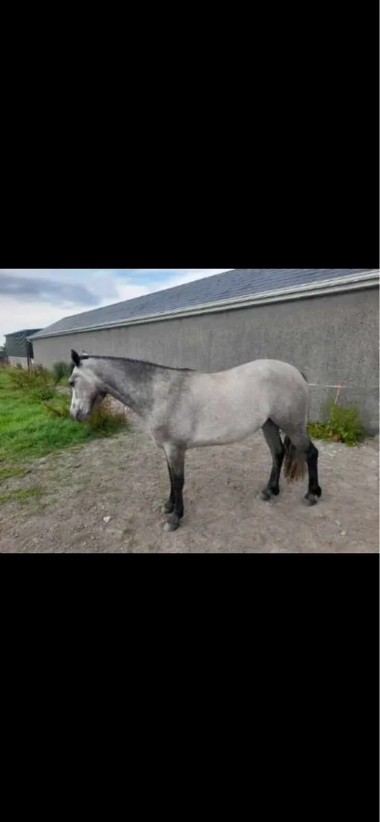 3yr old Connemara filly - Image 4