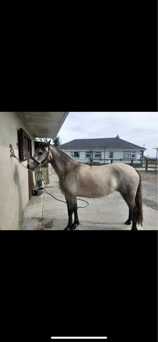 3yr old Connemara filly - Image 1