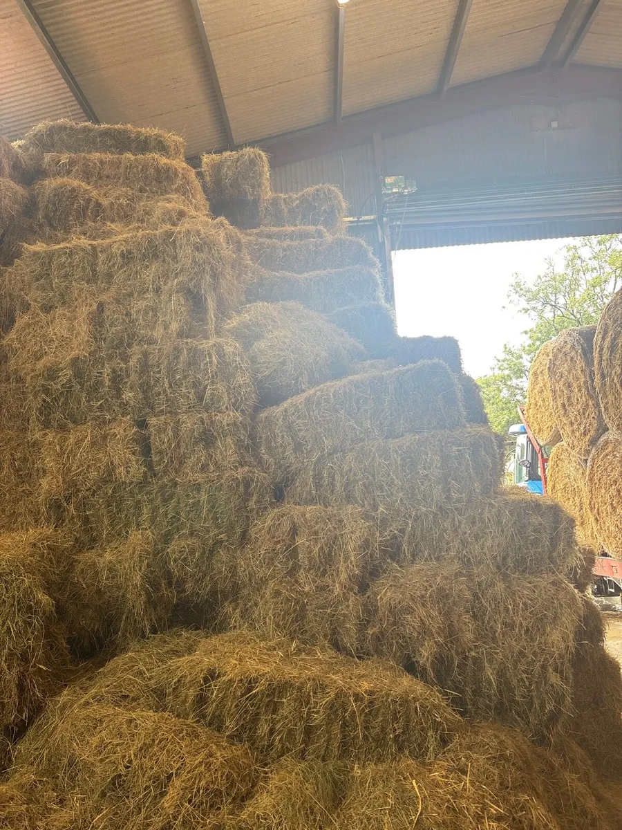 Hay - Image 2