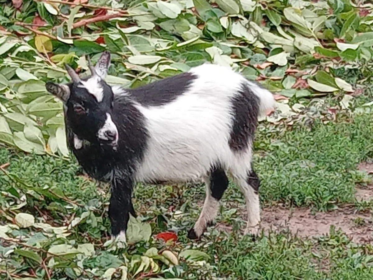 Pygmy goats - Image 4