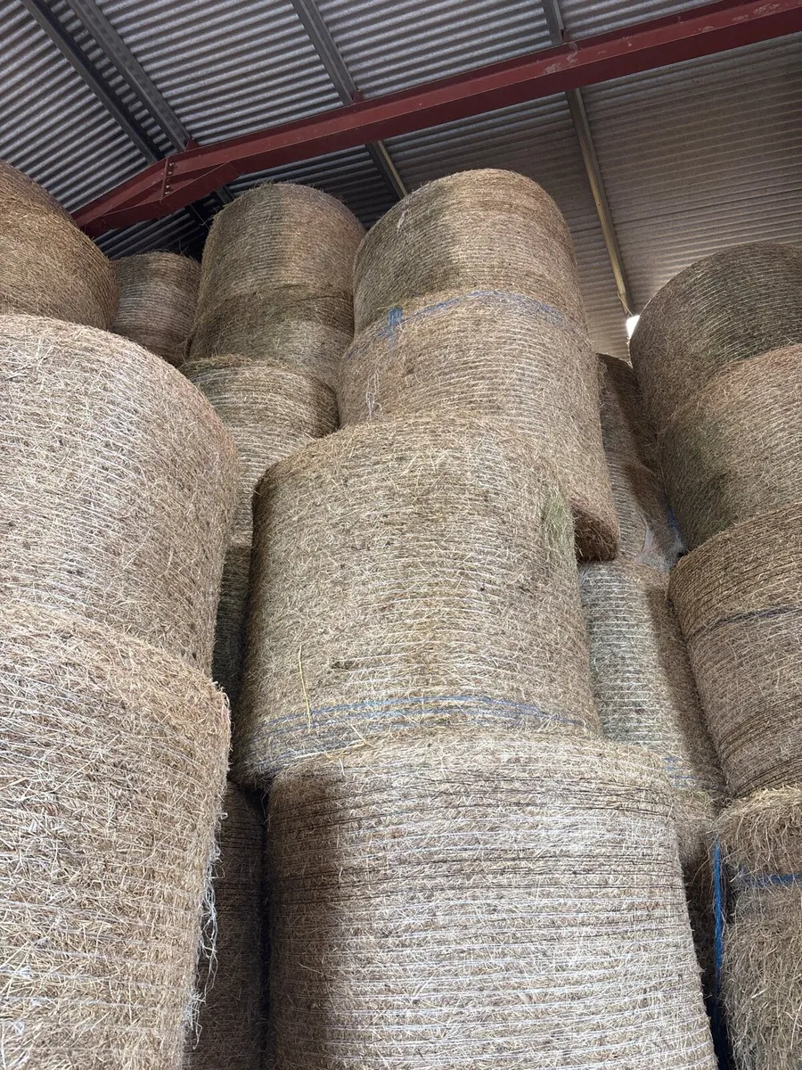 Hay - Image 1