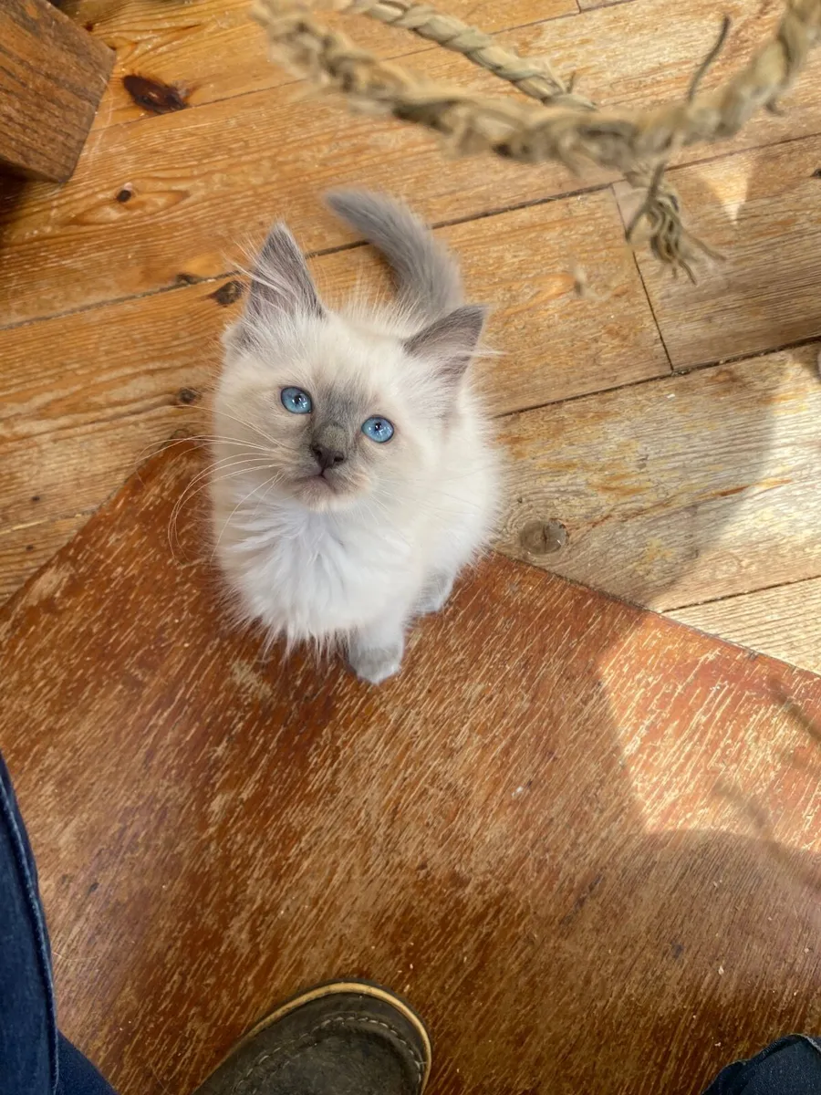 GCCFI Registered Ragdoll kittens - Image 3