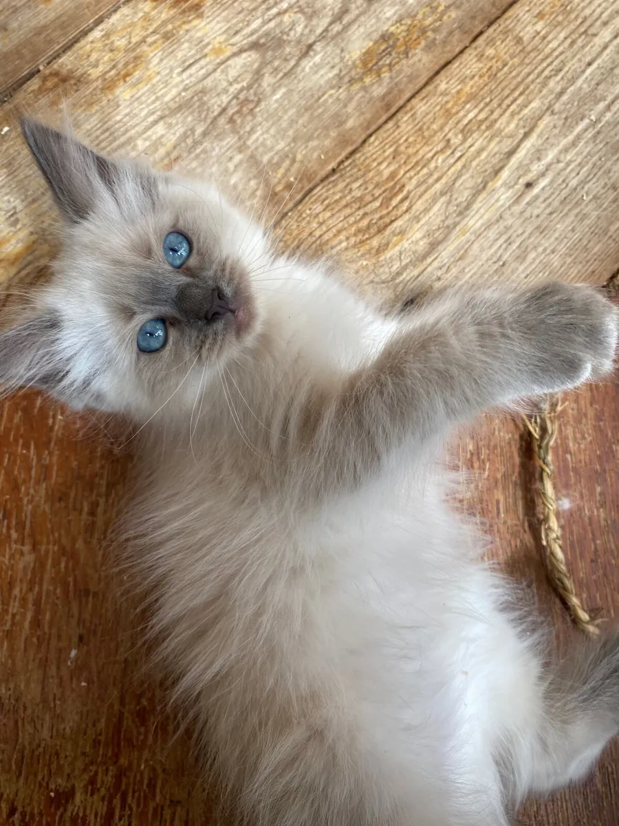GCCFI Registered Ragdoll kittens - Image 2