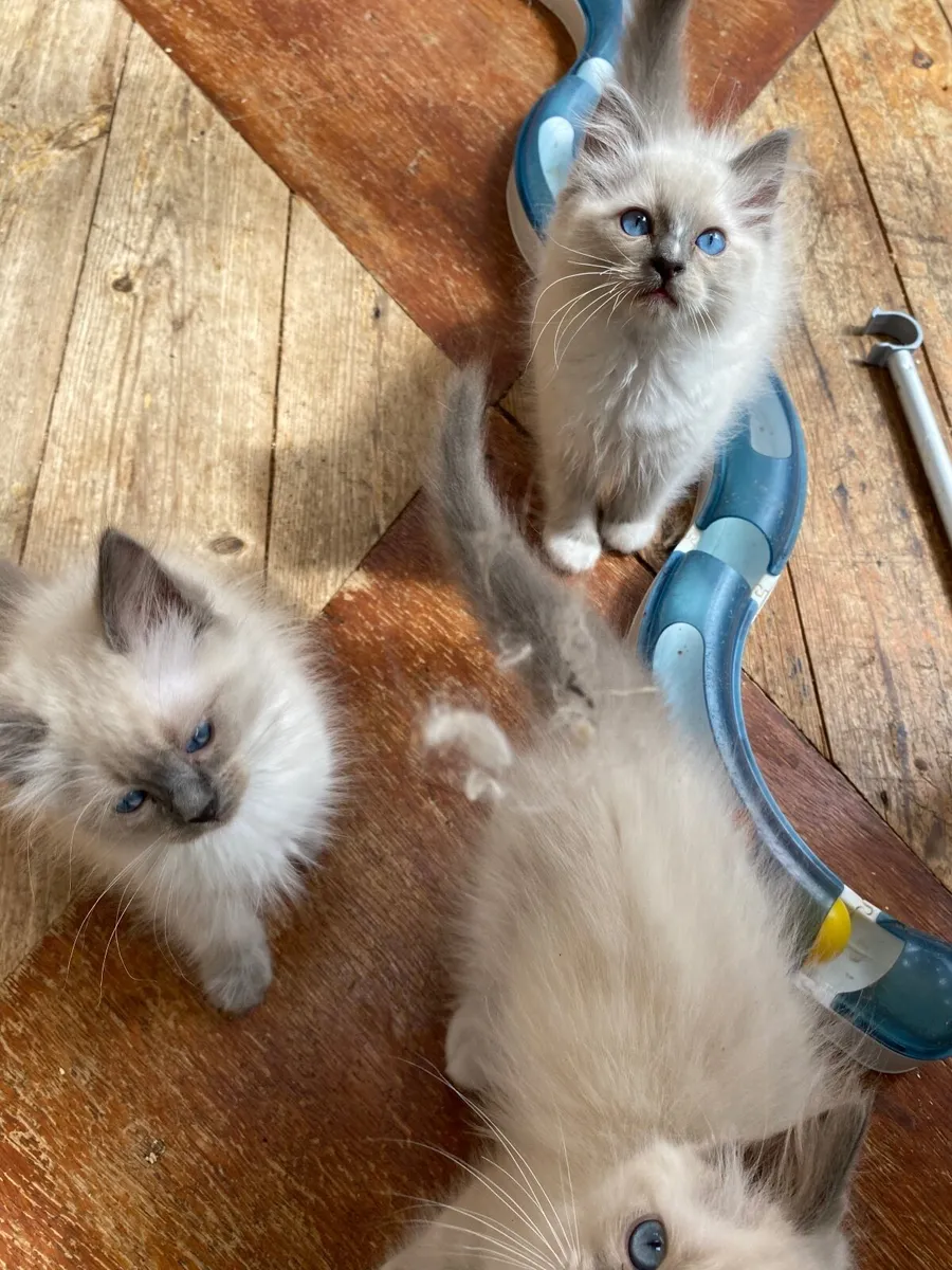 GCCFI Registered Ragdoll kittens - Image 4