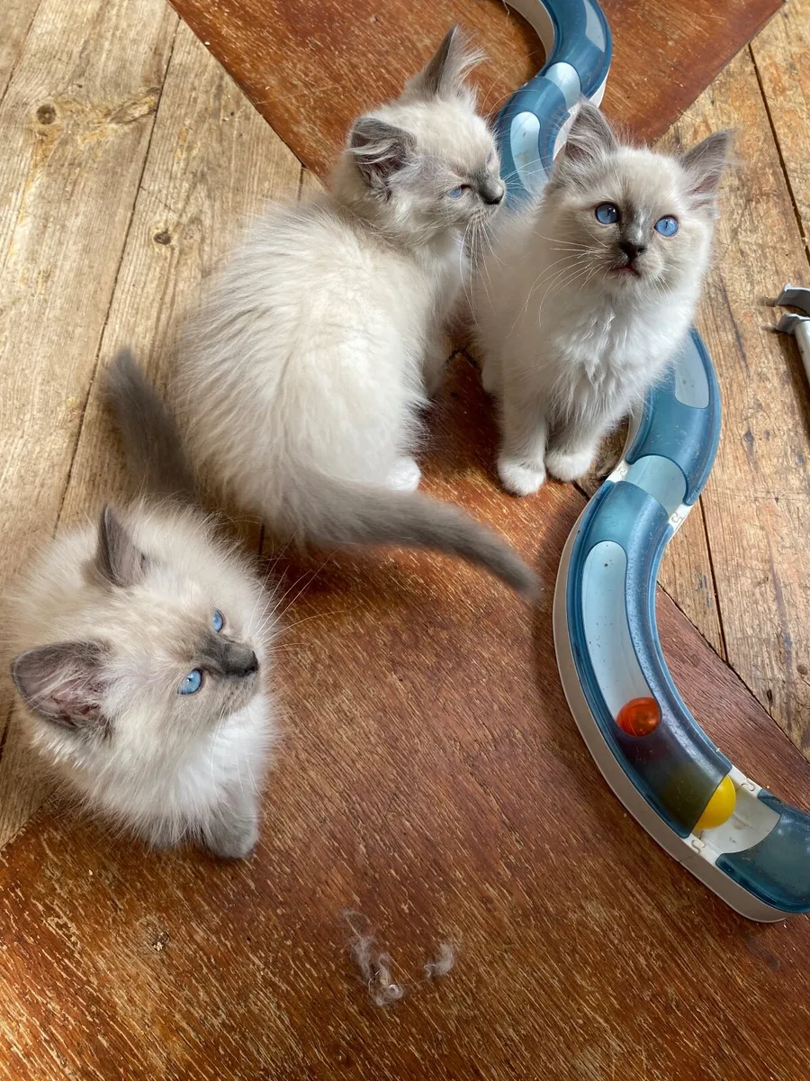 GCCFI Registered Ragdoll kittens - Image 1