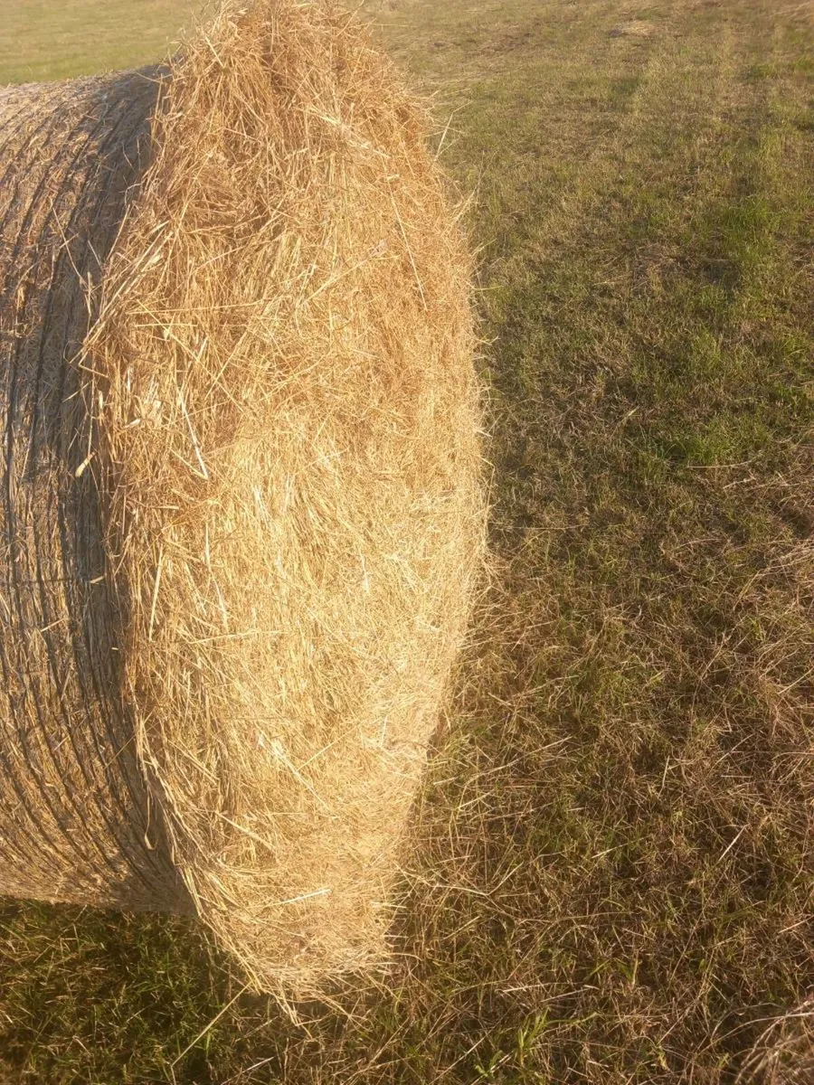 Round hay - Image 3