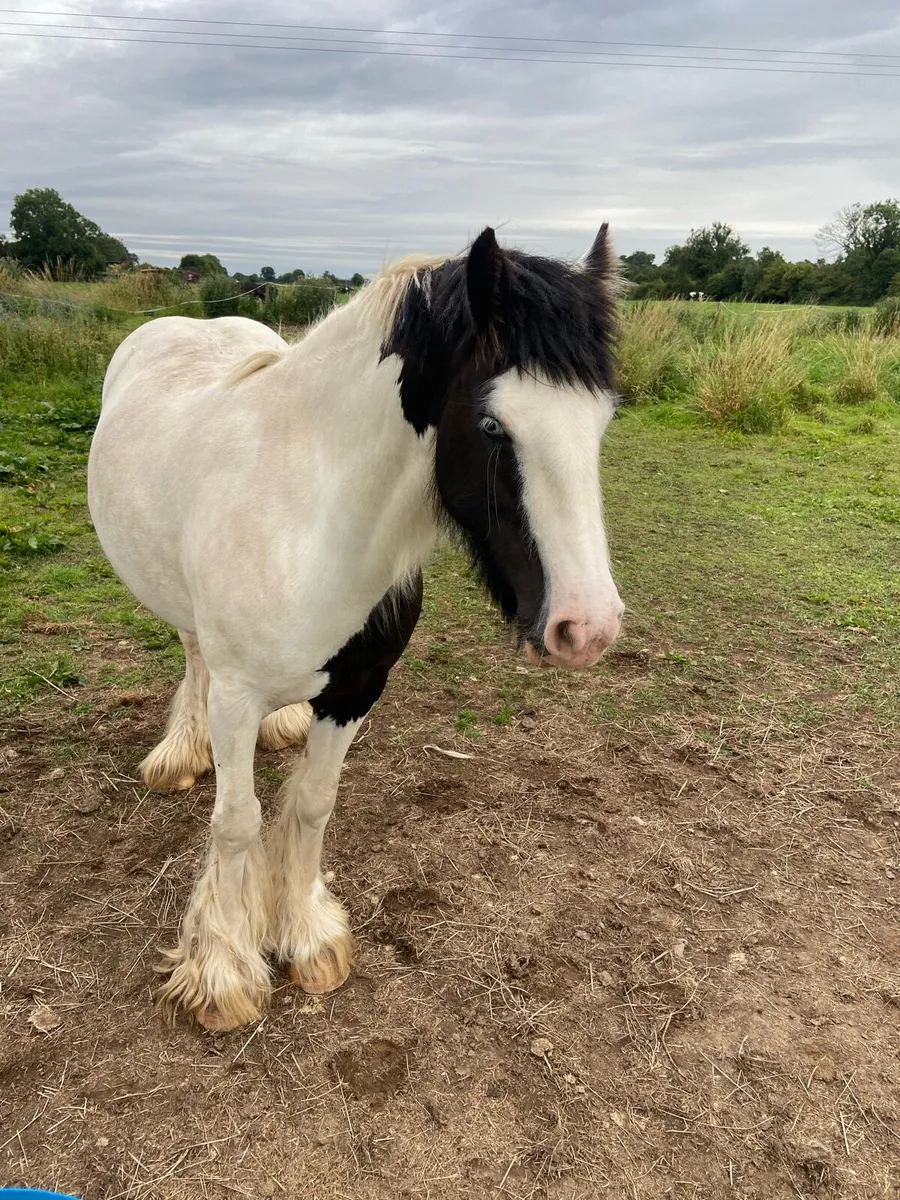 Mare pony for sale - Image 2