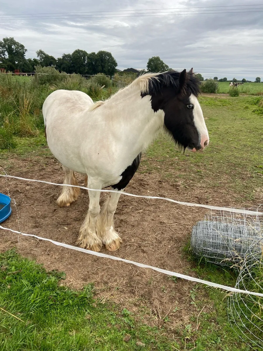 Mare pony for sale - Image 3
