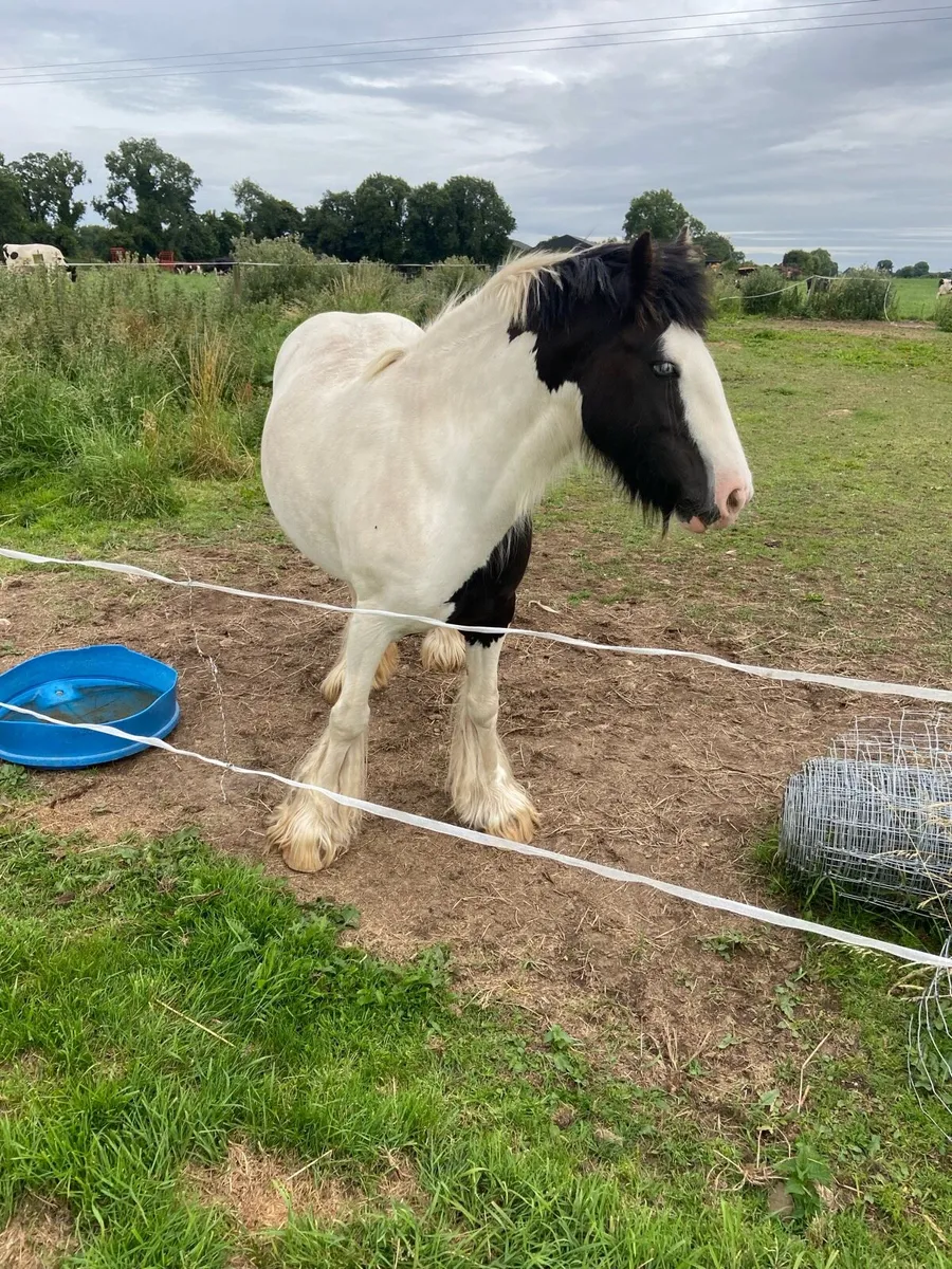 Mare pony for sale - Image 4