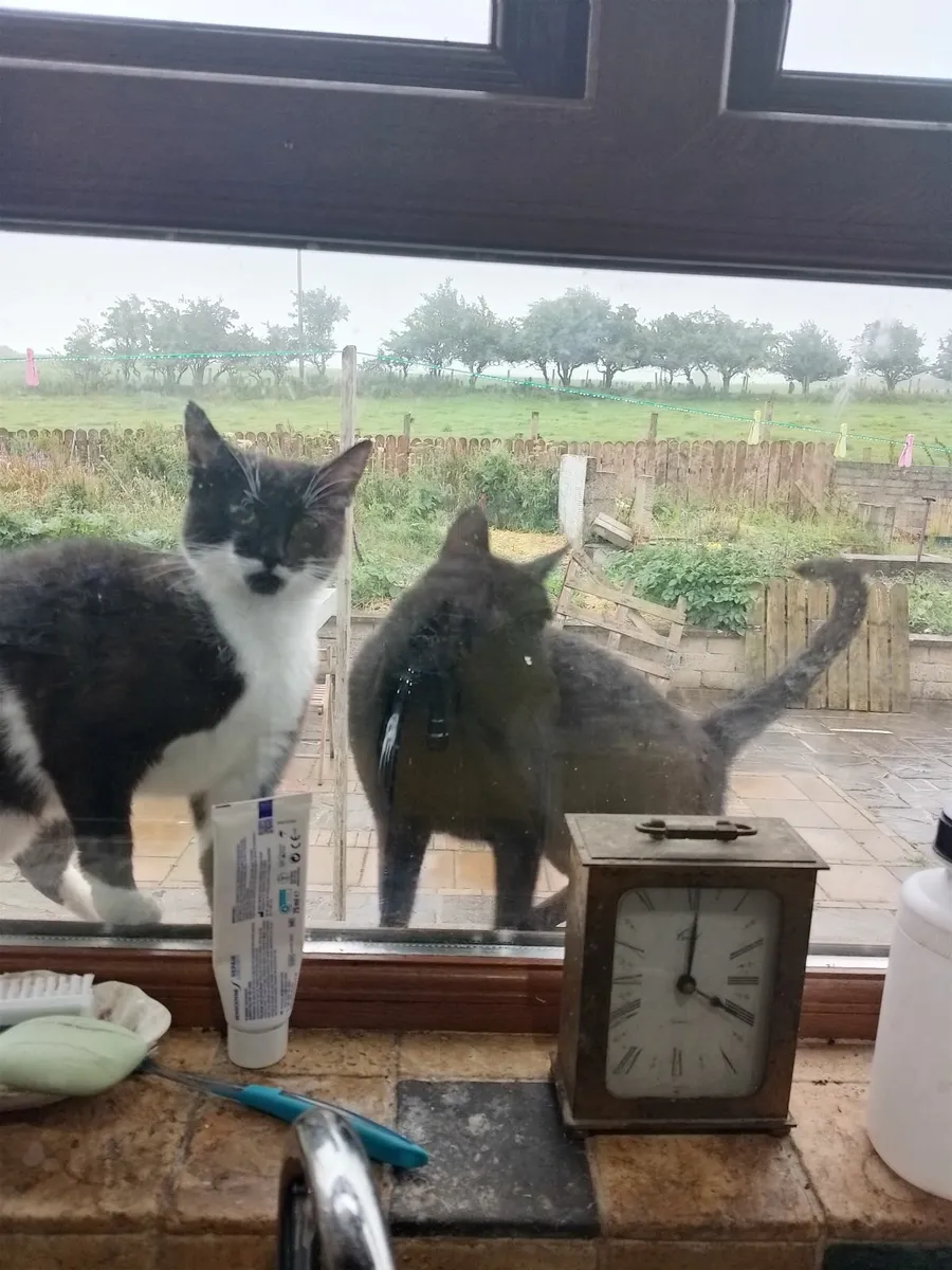 Kittens - Image 3