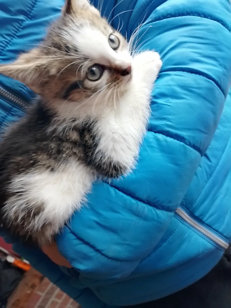 Kittens - Image 2