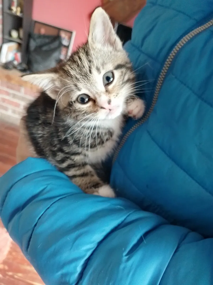 Kittens - Image 4