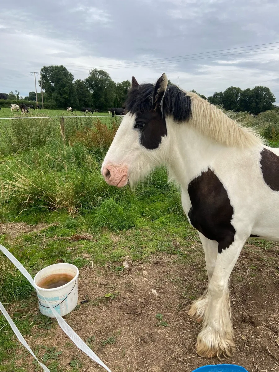 Mare pony for sale - Image 1