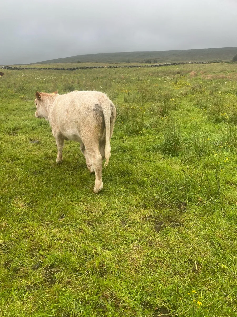 Cattle - Image 1