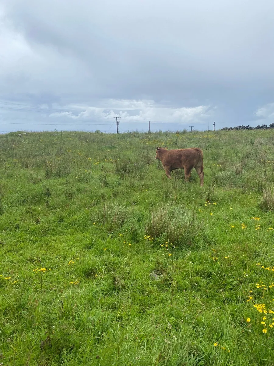 Cattle - Image 2