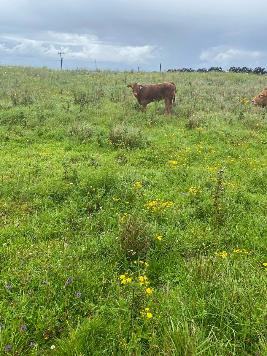 Cattle - Image 3