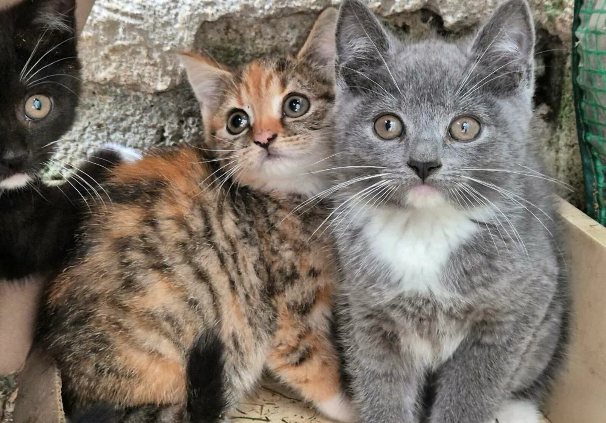 British shorthair/ red tiger 🐅 kittens - Image 1