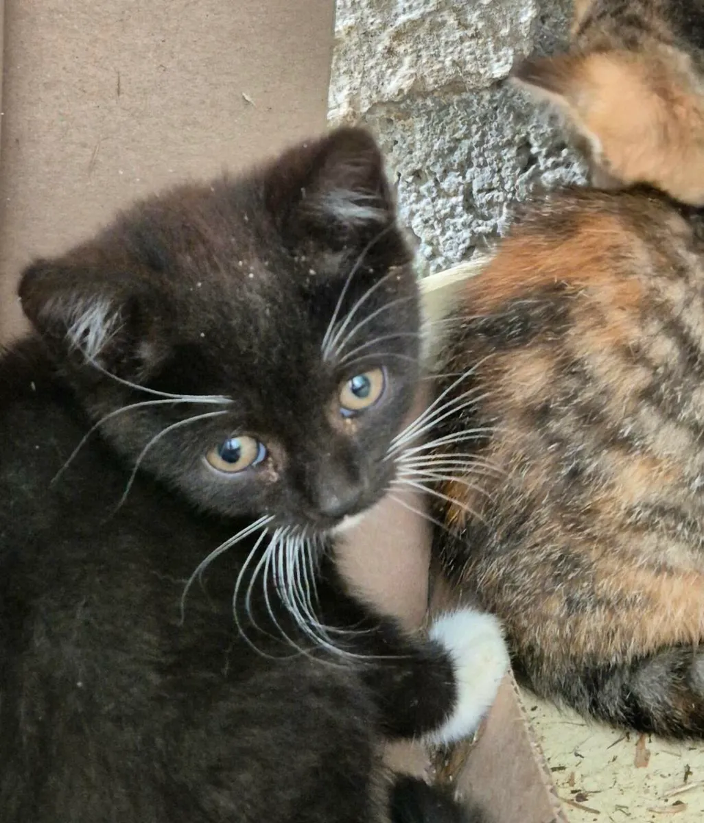 British shorthair/ red tiger 🐅 kittens - Image 2