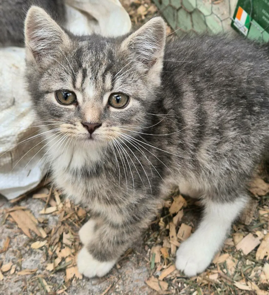 British shorthair/ red tiger 🐅 kittens - Image 4