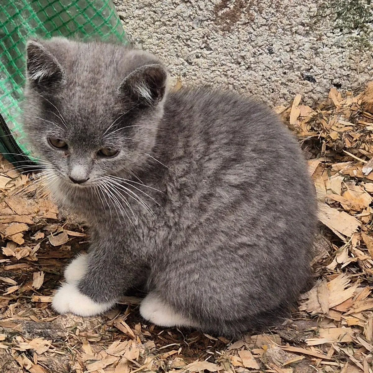 British shorthair/ red tiger 🐅 kittens - Image 4