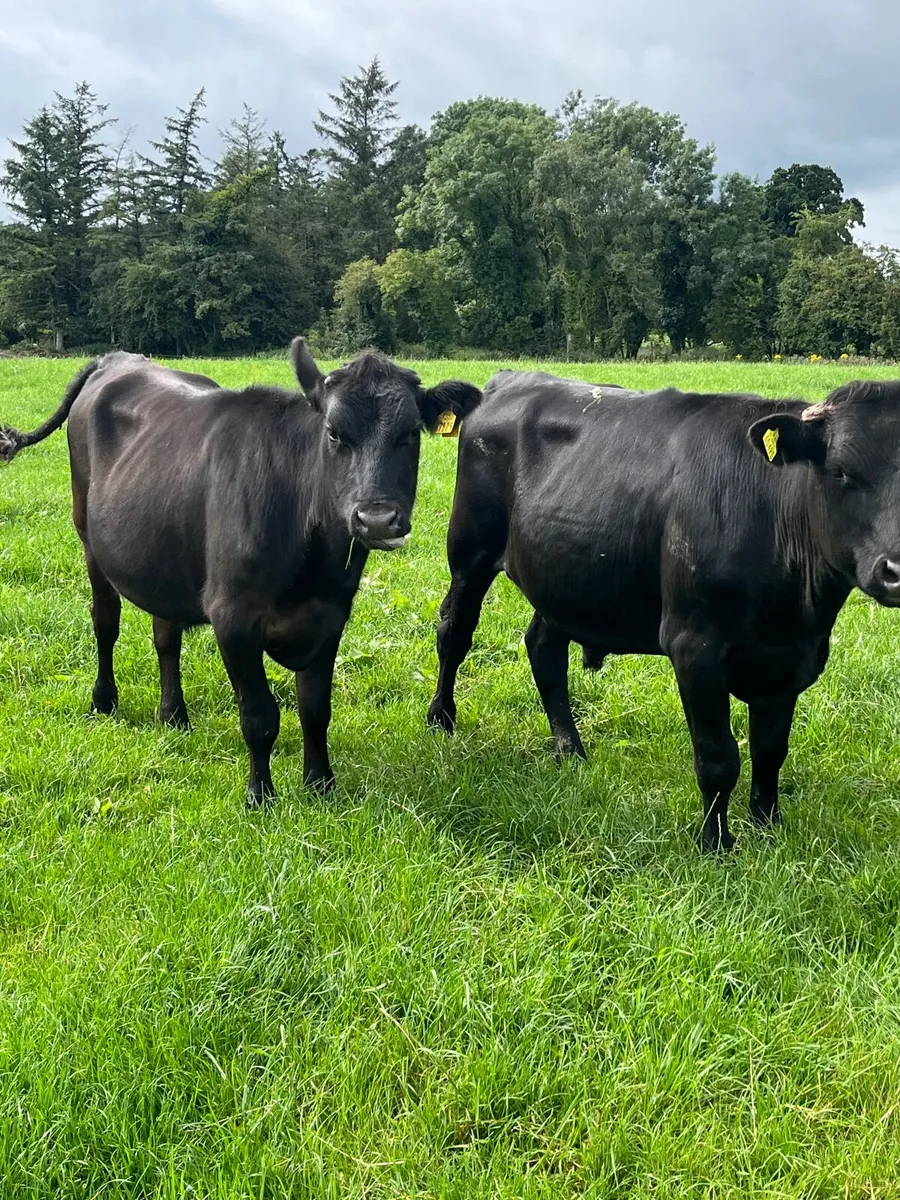 2 black bullocks - Image 1