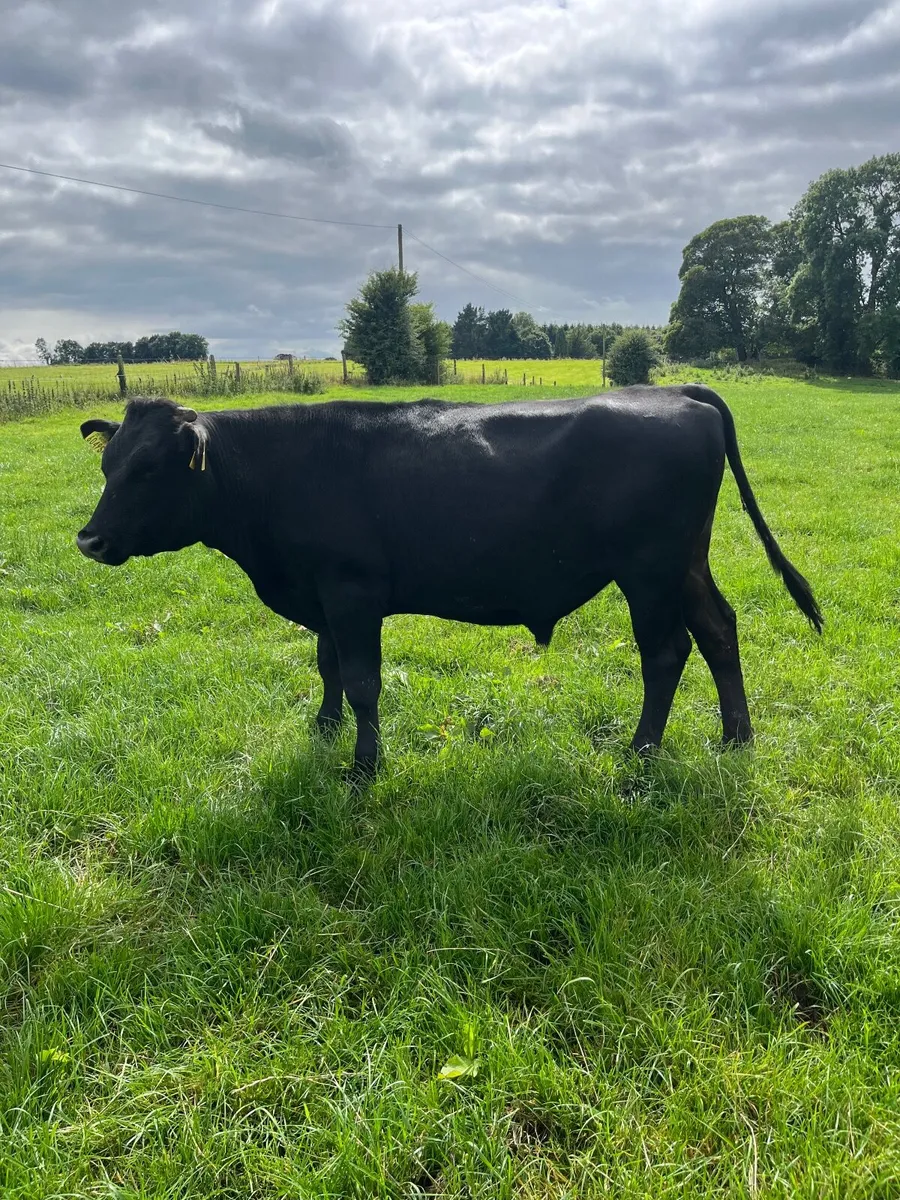 2 black bullocks - Image 2