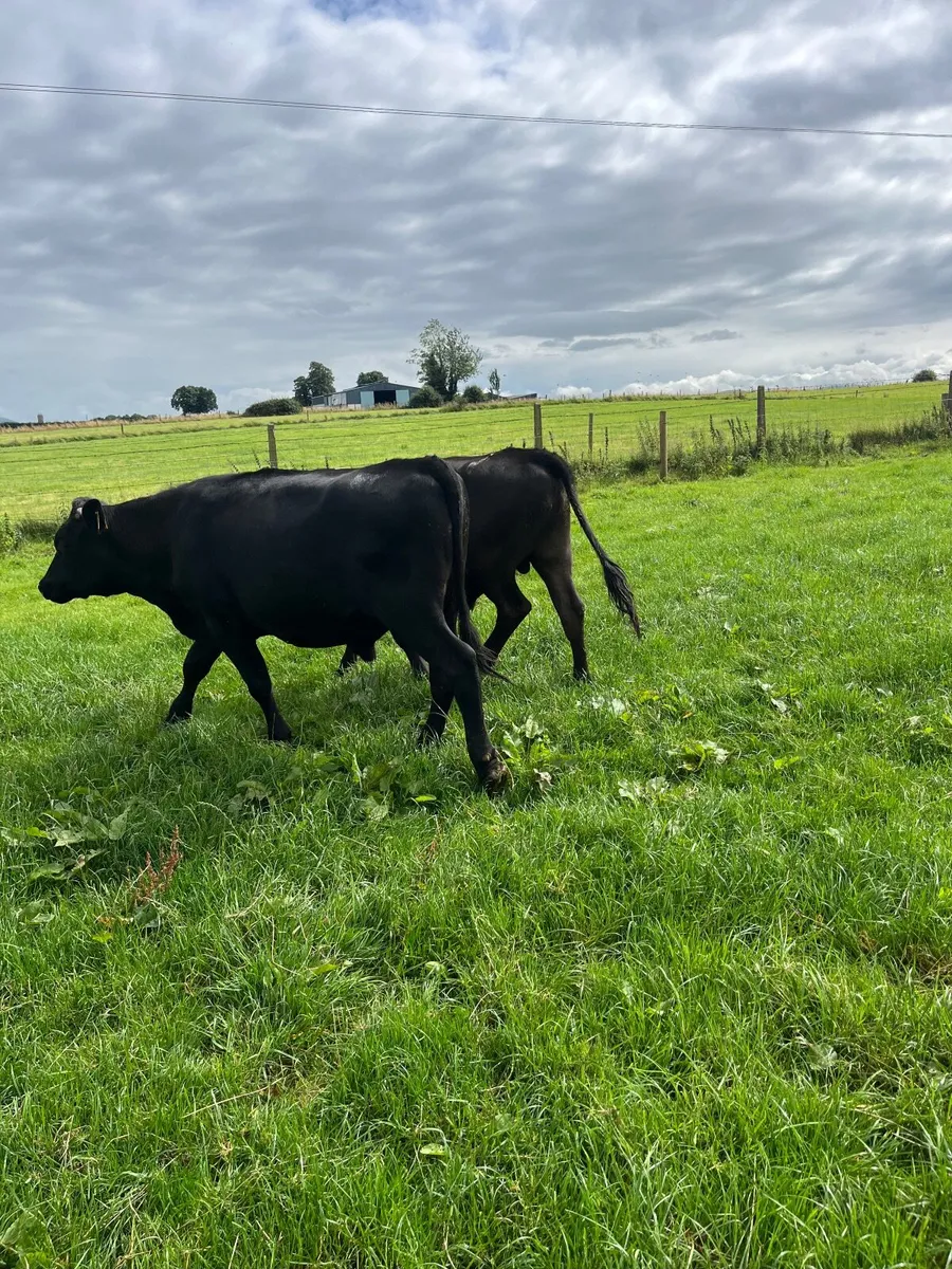 2 black bullocks - Image 3
