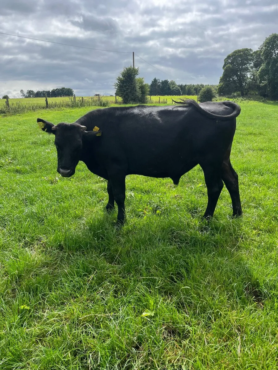 2 black bullocks - Image 4