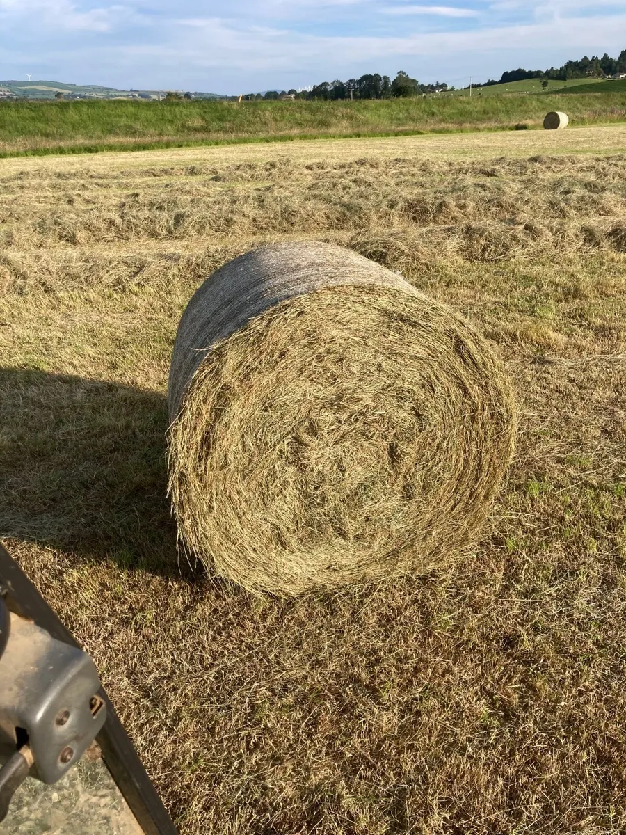 Hay - Image 1