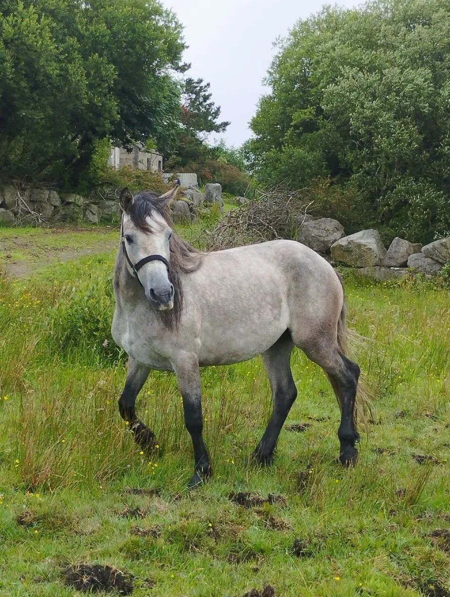 Ponies - Image 1