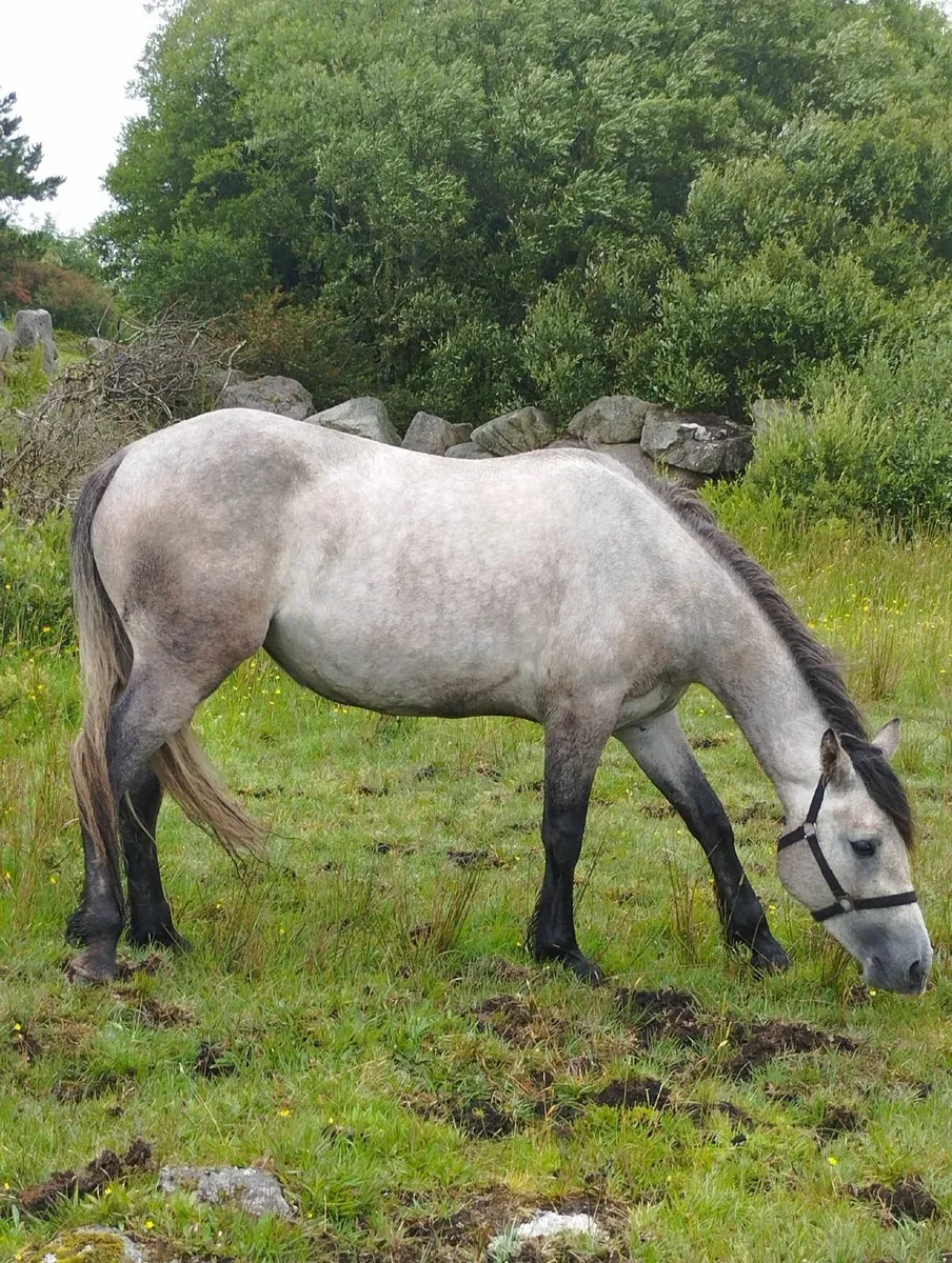 Ponies - Image 2