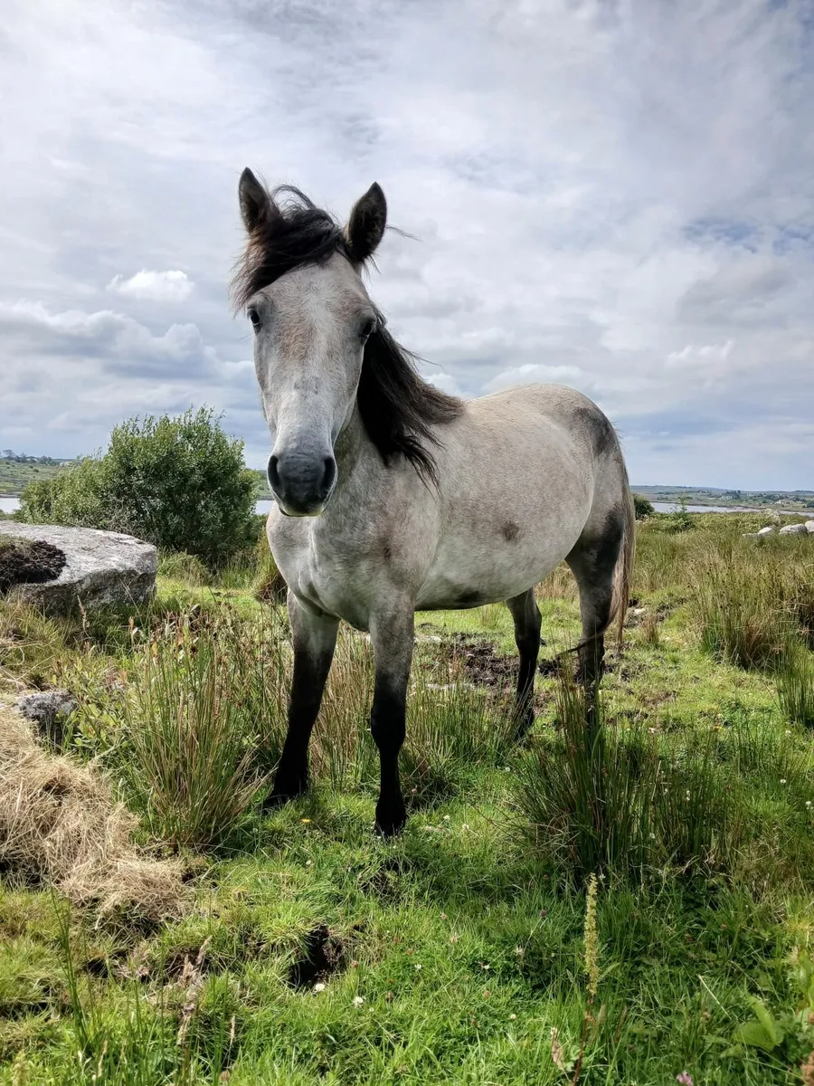 Ponies - Image 4