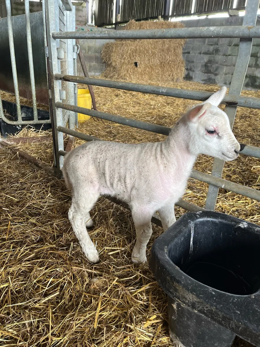 ewe lamb - Image 1