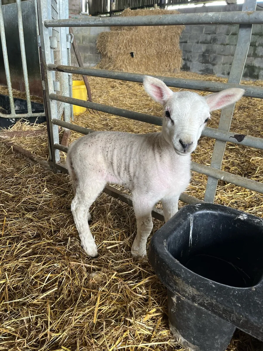 ewe lamb - Image 2