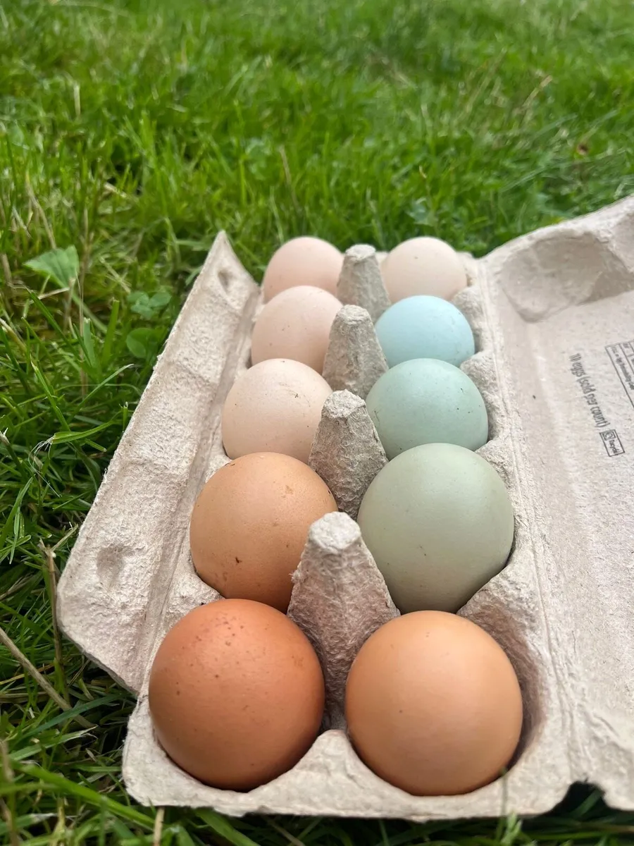 Fertile hen + bantam eggs - Image 1