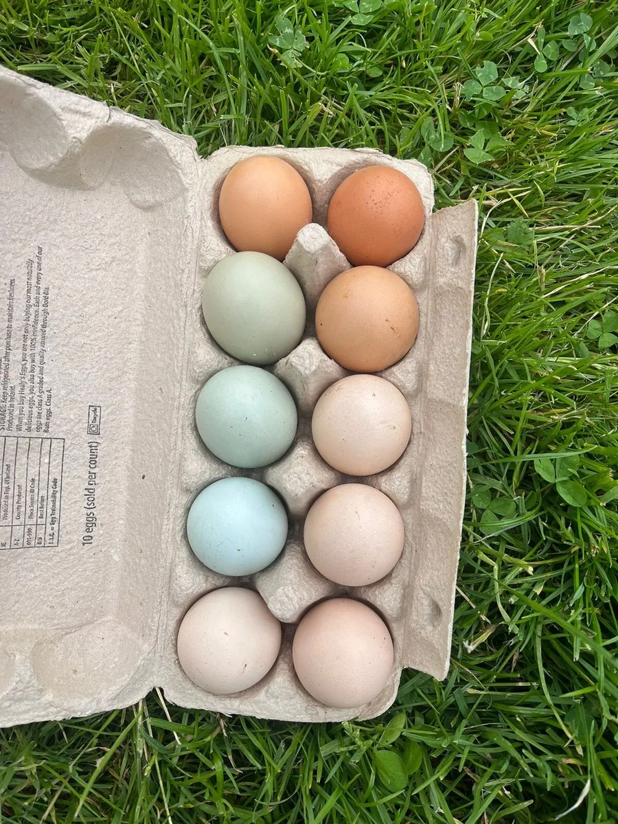 Fertile hen + bantam eggs - Image 2