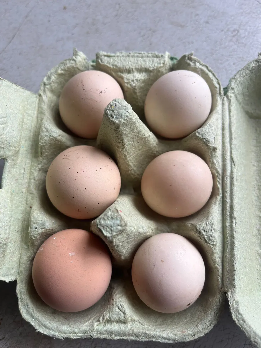Fertile hen + bantam eggs - Image 3